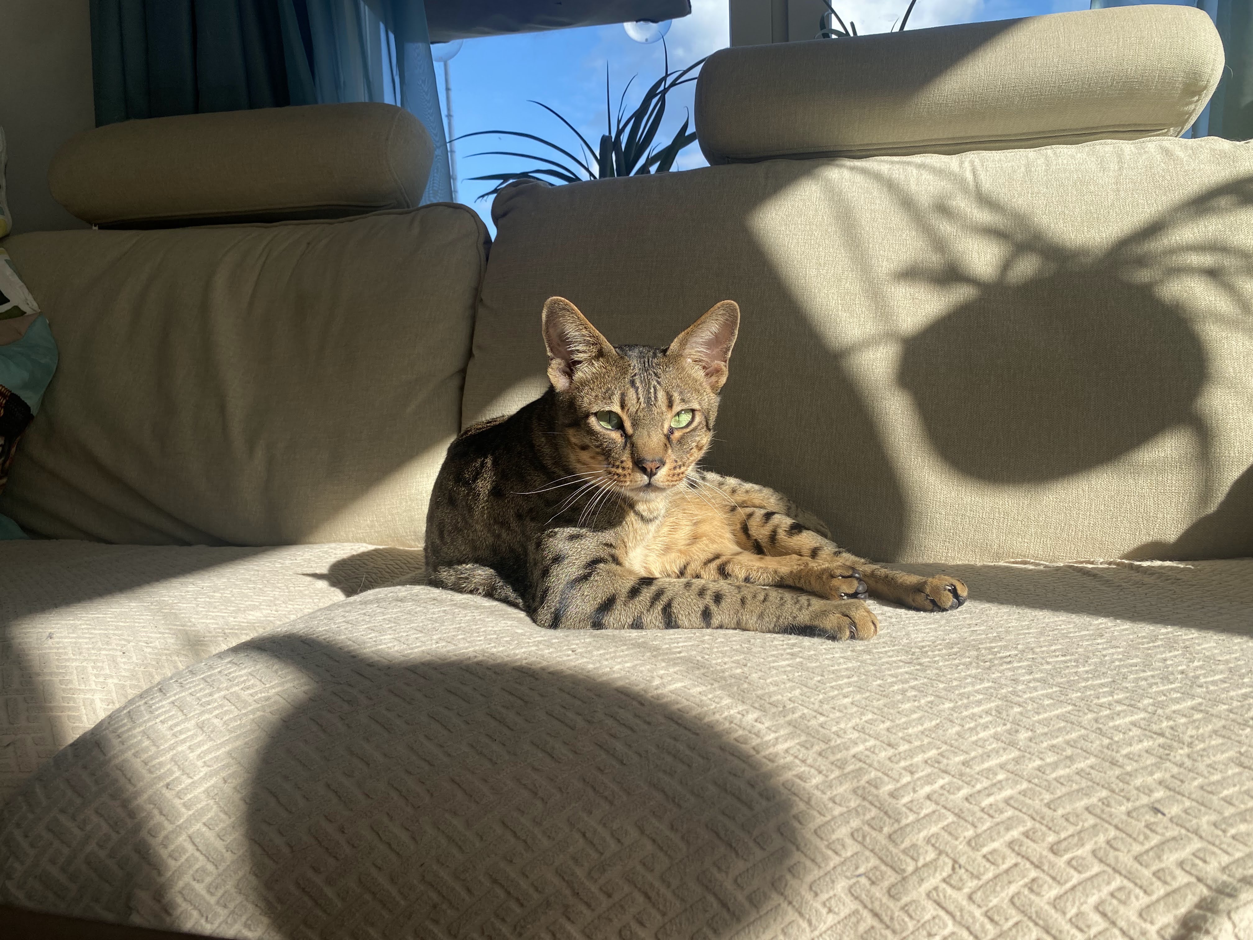 Whiskey the cat